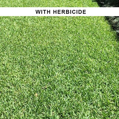 Before and after pre-emergent spraying