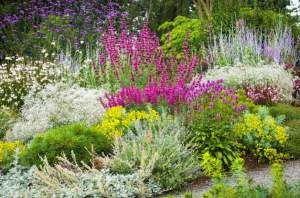 drought resistant landscaping in various colors